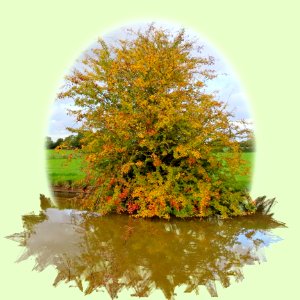 Autumn Canal Scene