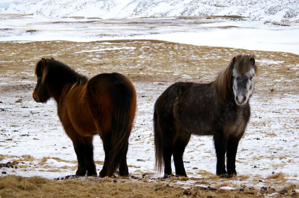 Winter equine outdoors