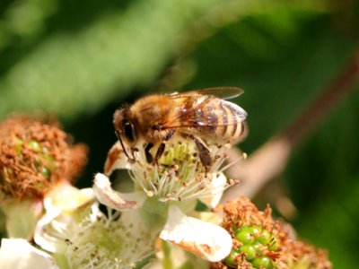 Honey Bee photo