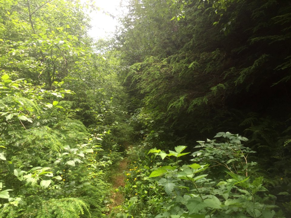 East Fork Lewis River Trail - 7-7-16