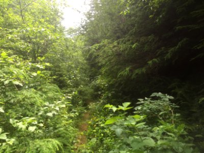 East Fork Lewis River Trail - 7-7-16