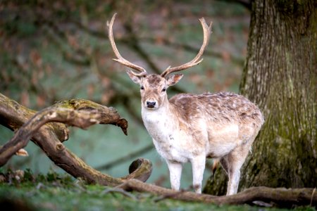 Morning deer photo