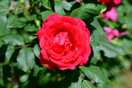 Roses photo