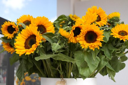 Van gogh van gogh sunflower netherlands flowers photo