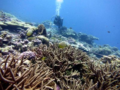 NMSAS -- Reef Research