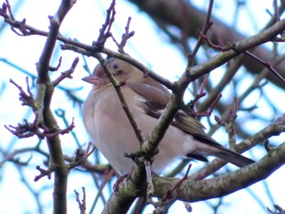 Chaffinch female