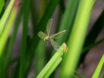 damsels 03