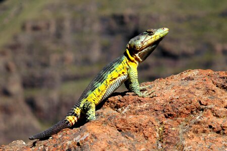 Reptile tropical lang's