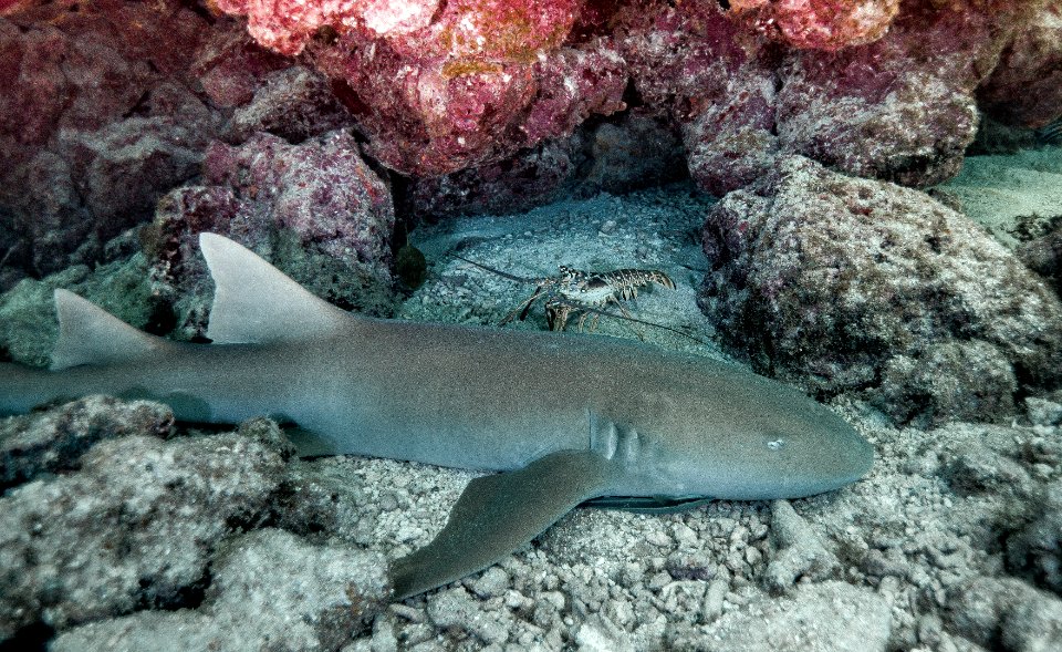 FKNMS Nurse Shark and Lobster photo