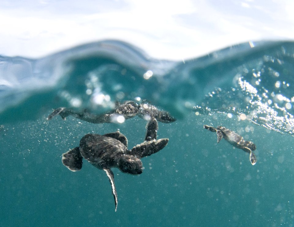 PMNM baby green sea turtles