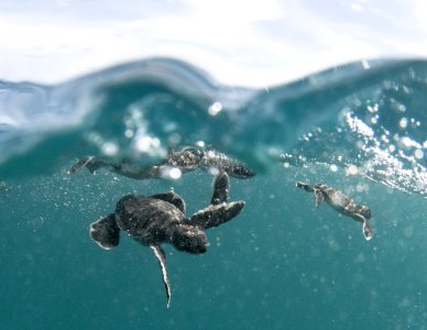 PMNM baby green sea turtles photo
