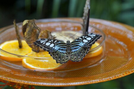 Wing tropical food