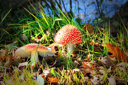 Nature autumn forest