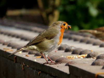 Robin with Live Worm.