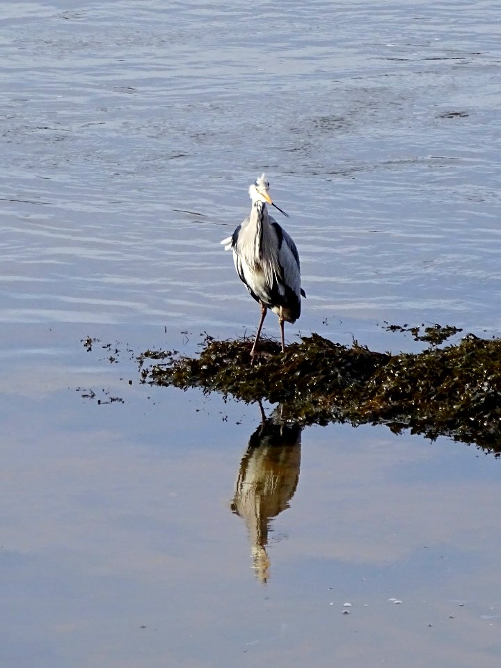 Tweedmouth Heron photo