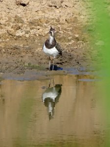 Lapwing 01 photo