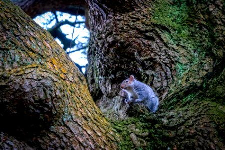 Mr Squirrel of Townley Hall (2 of 2)
