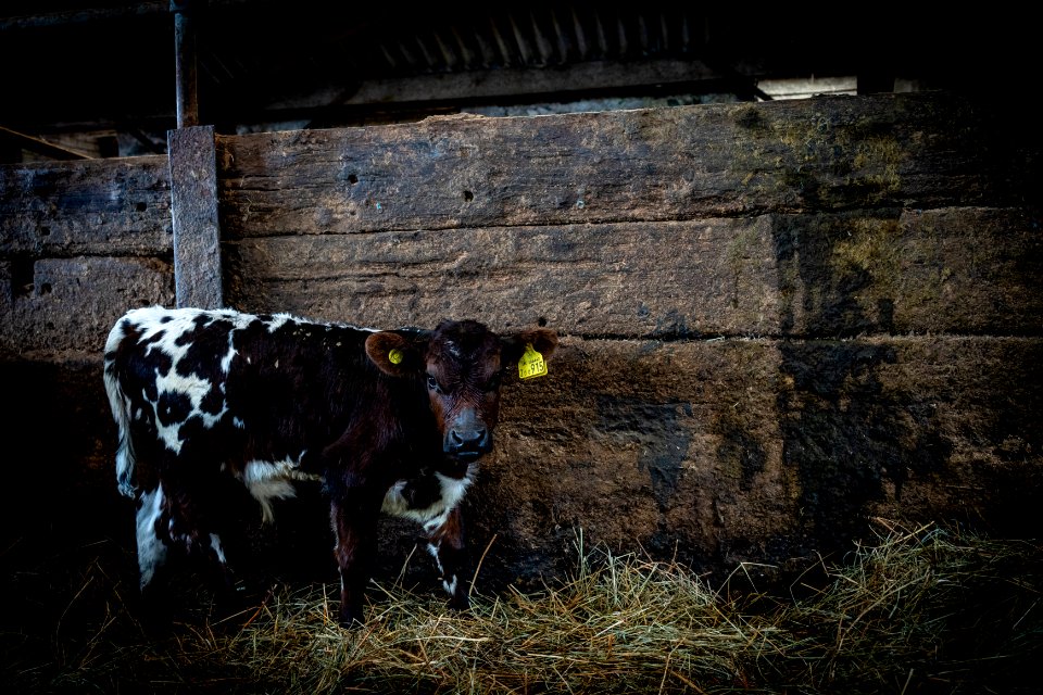 Low Bankside Farm - OFS 2019 -  (1 of 4)