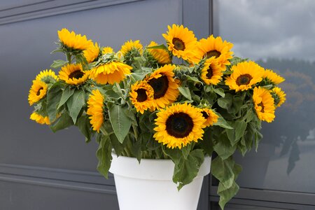 Van gogh van gogh sunflower netherlands flowers