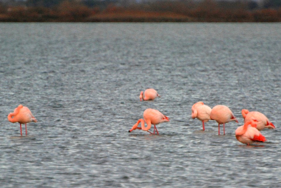 Camargue (France), gennaio 2013 021