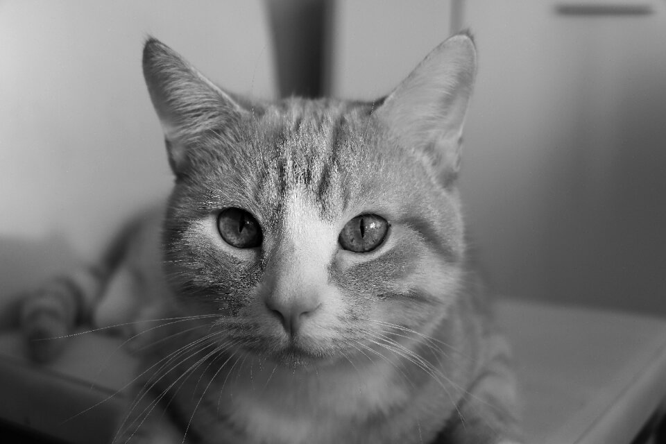 Animal kitten eyes