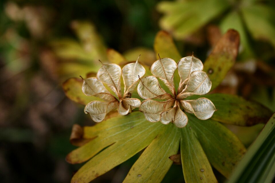 Garden plant seeds nature