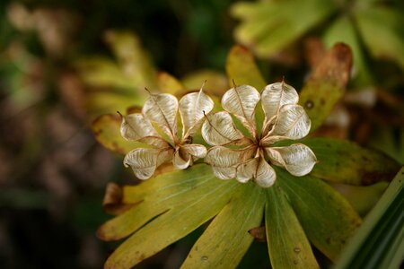 Garden plant seeds nature