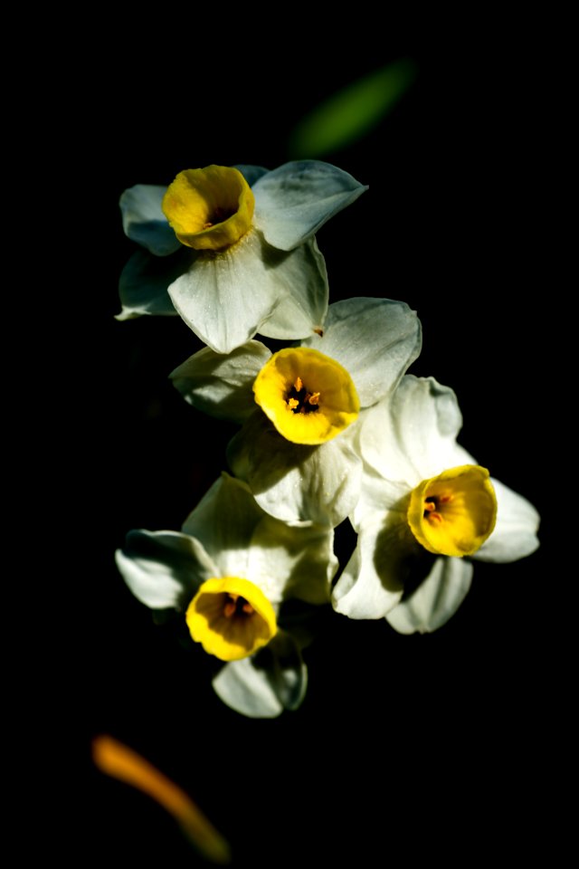 Sizergh Flowers-1