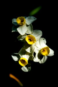 Sizergh Flowers-1 photo