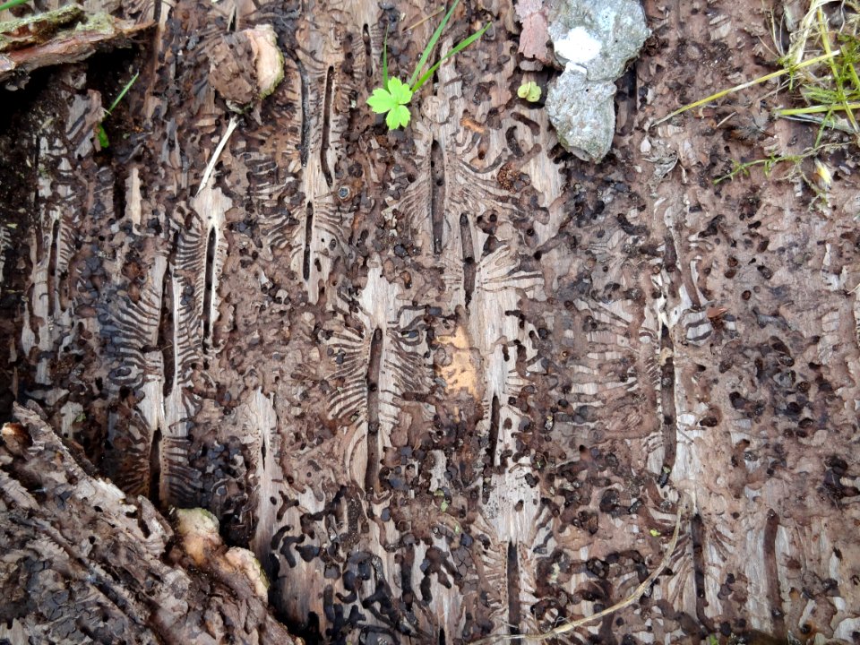 Texture