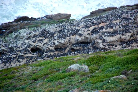 GFNMS Common murres photo