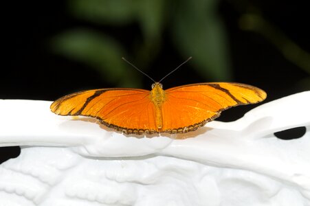 Tropical butterfly exotic orange