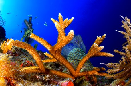 FKNMS staghorn coral photo