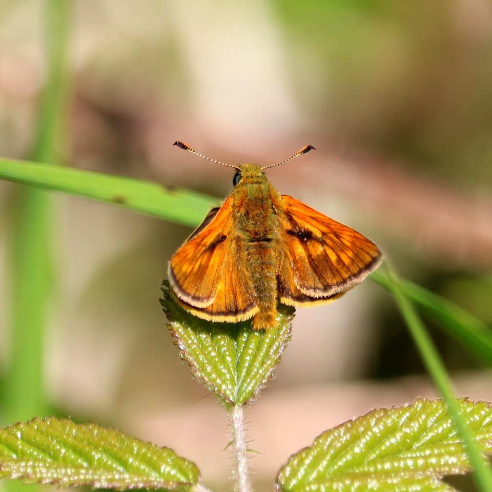 Large Skipper