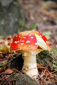 Mushroom autumn nature