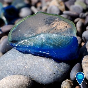 OCNMS Velella velella