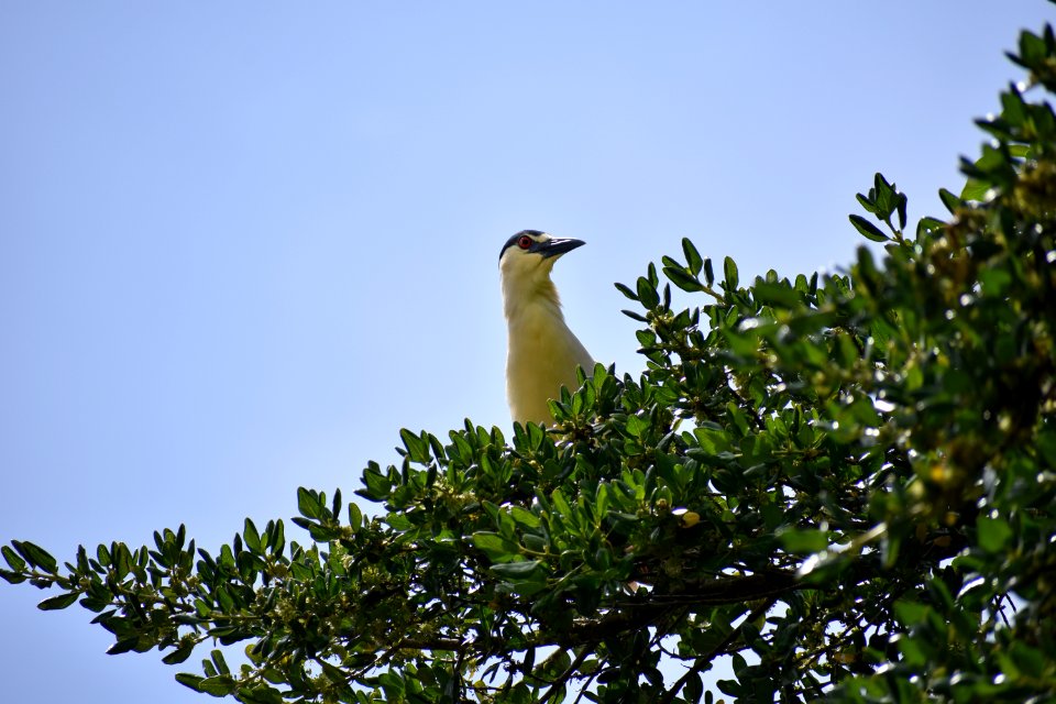 GFNMS Black Crowned Night Heron