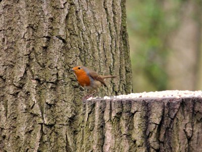 Robin 1 photo