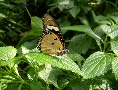 Butterfly nature insect photo