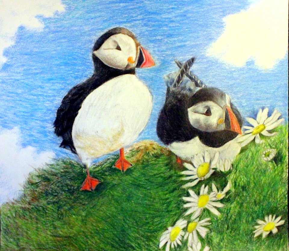 GIYS puffins drawing