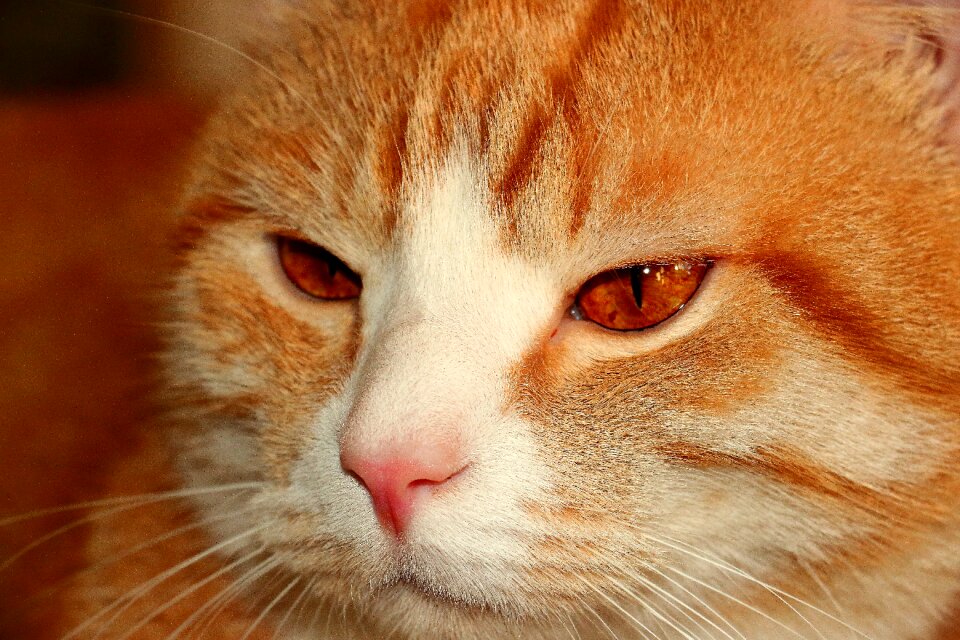 Feline sad animal