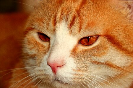 Feline sad animal