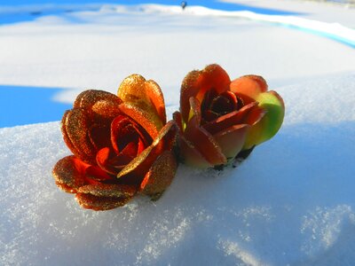 Scrapbooking flowers snow