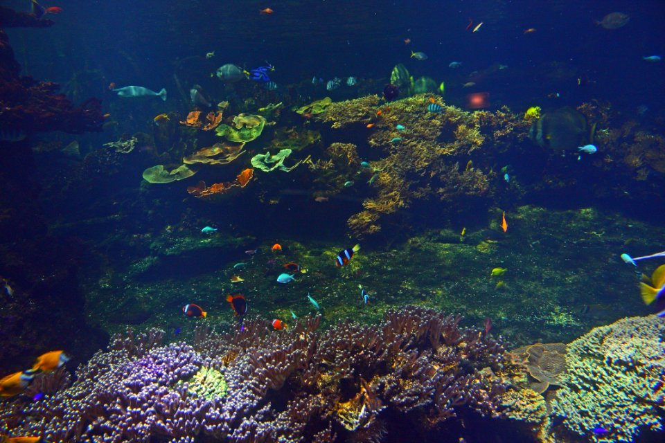 Poissons tropicaux