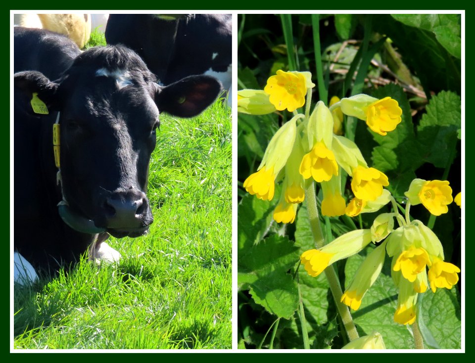 Cows lips and Cowslips.