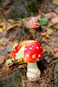 Mushroom autumn nature photo