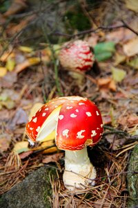 Mushroom autumn nature