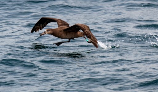 MBNMS Black Footed Albatross photo