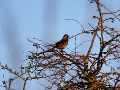 Fieldfare photo