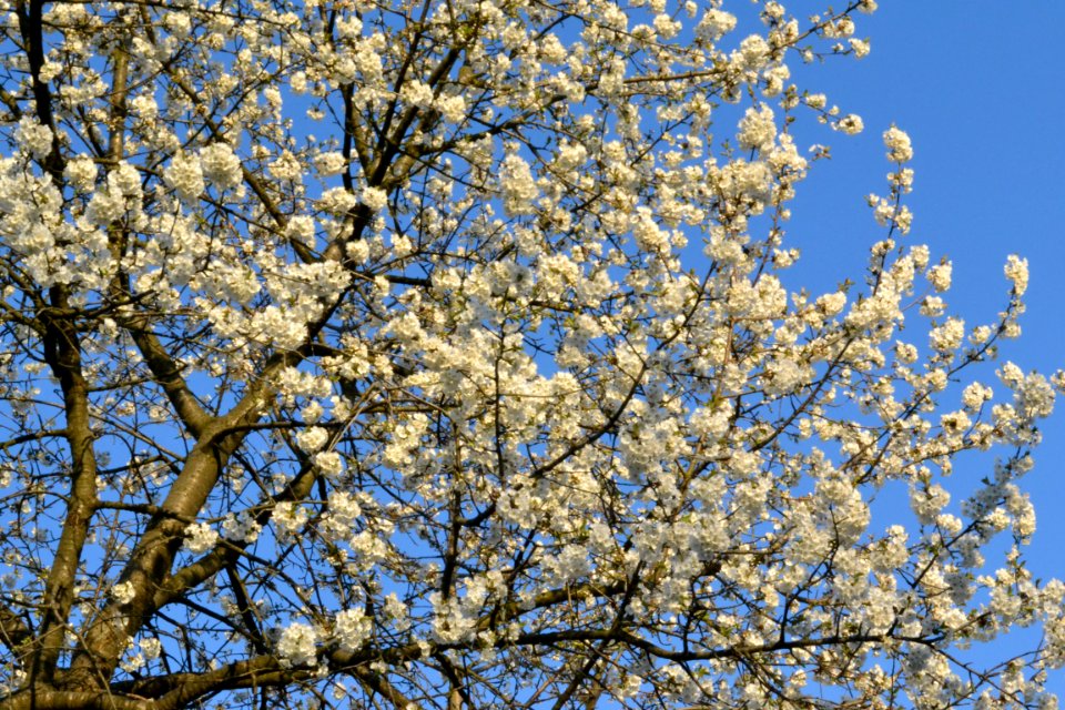 cherry blossoms